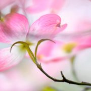 Pink Dogwood Blossom