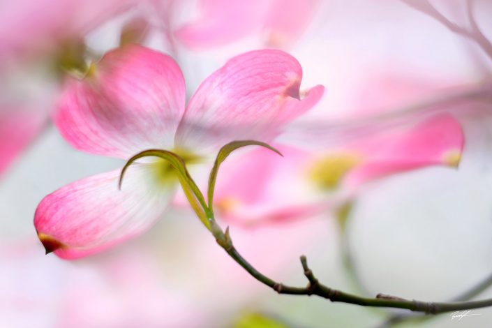 Pink Dogwood Blossom