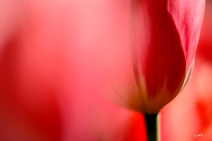 Red Tulip