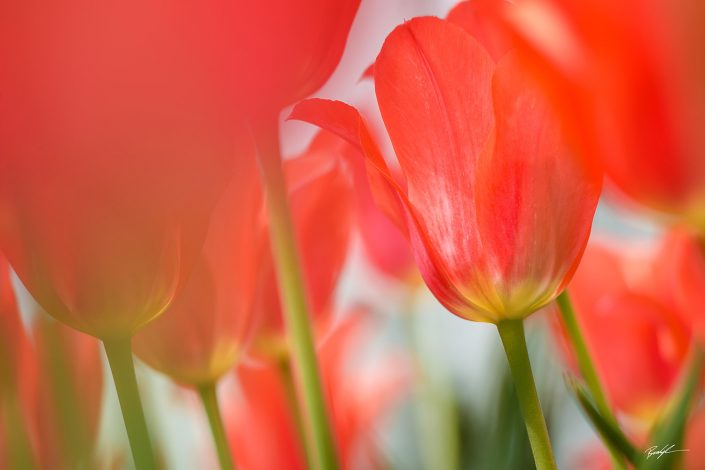 Red Orange Tulips