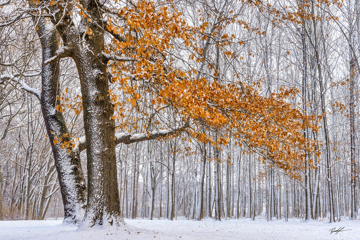 Autumn Tree in Snow Silver Lake Highland Illinois