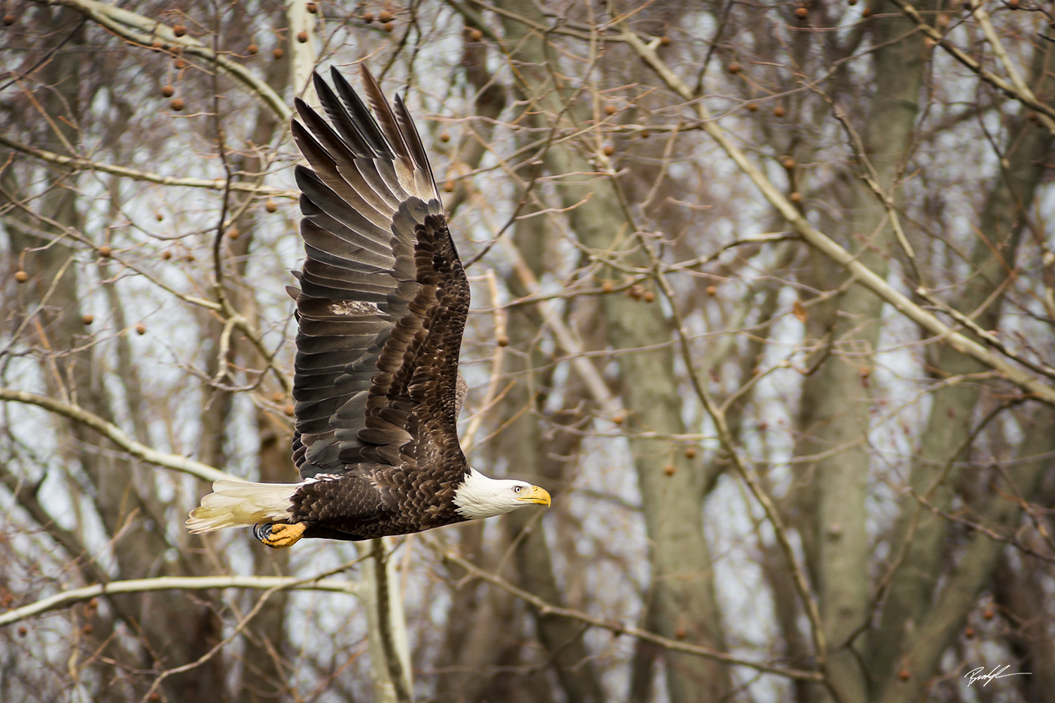 Bald Eagle in Flight Carlyle Illinois