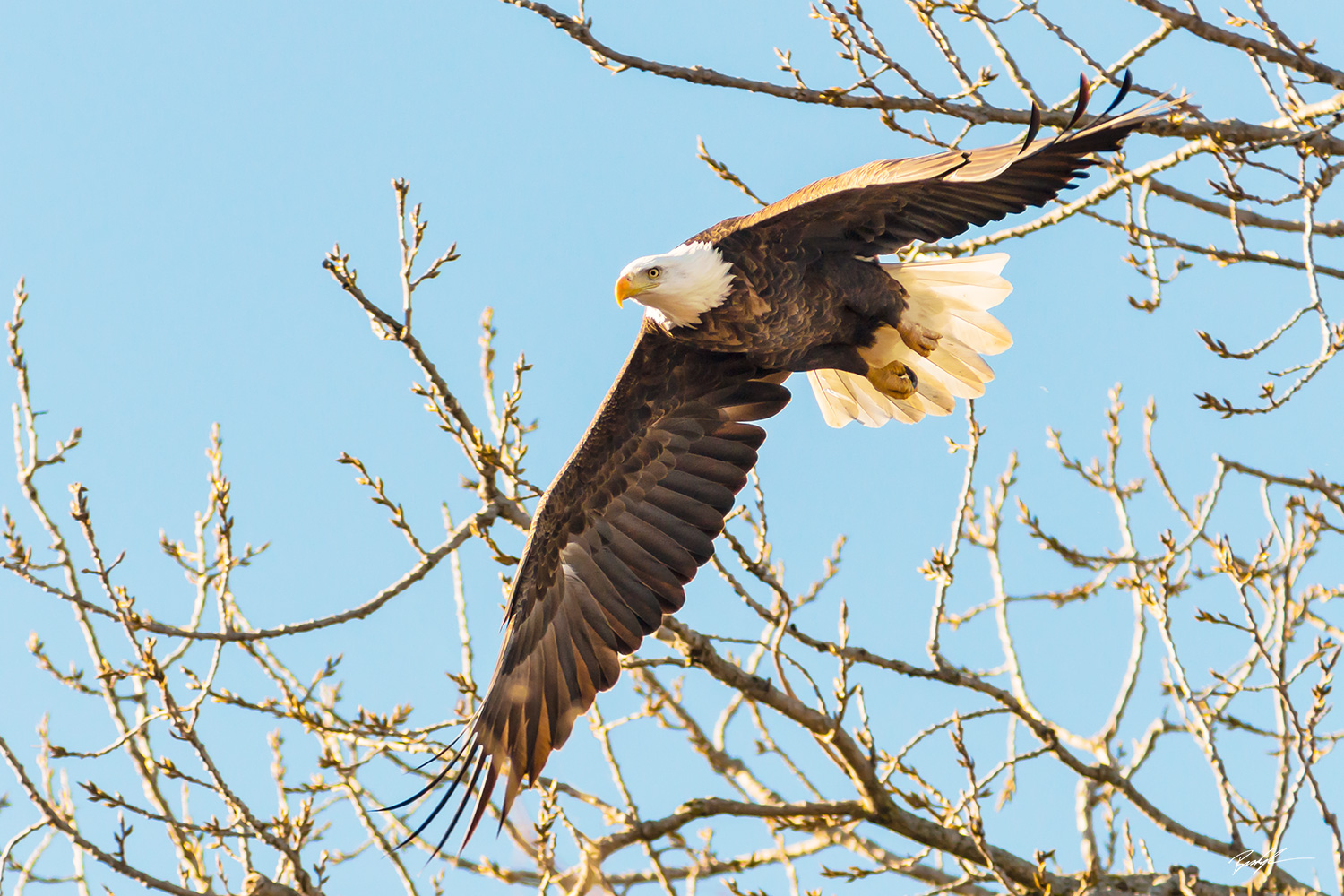 Bald Eagle, Outstretched Wings