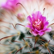 Cactus Silken Pincushion Pink