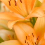 Light Orange Lilies