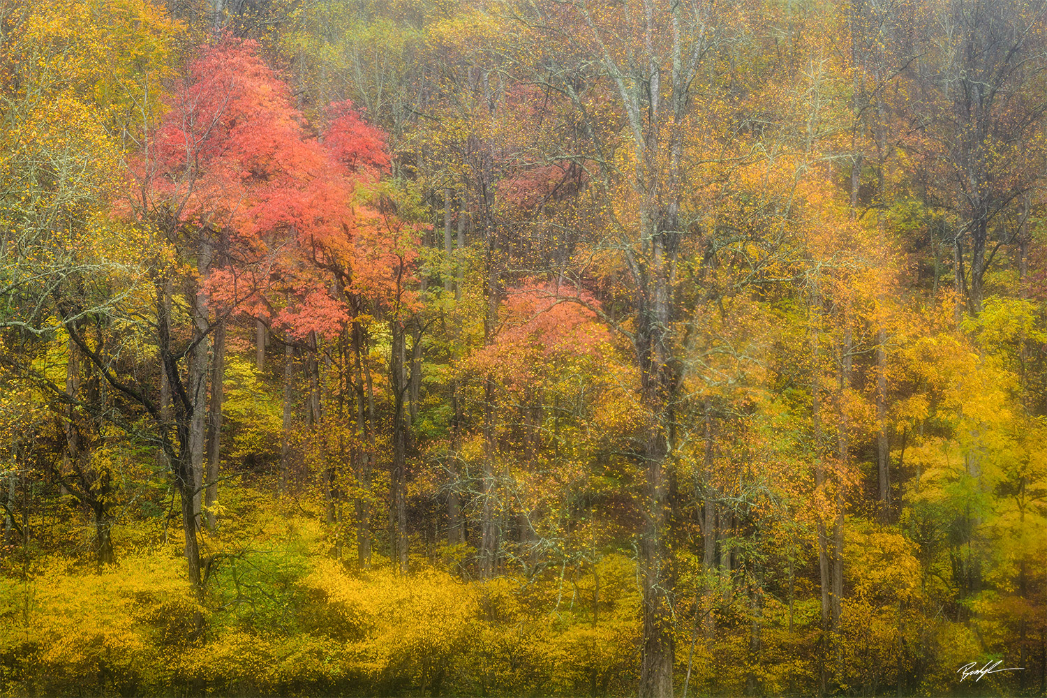 Autumn Trees Rain Smoky Mountain National Park Tennessee