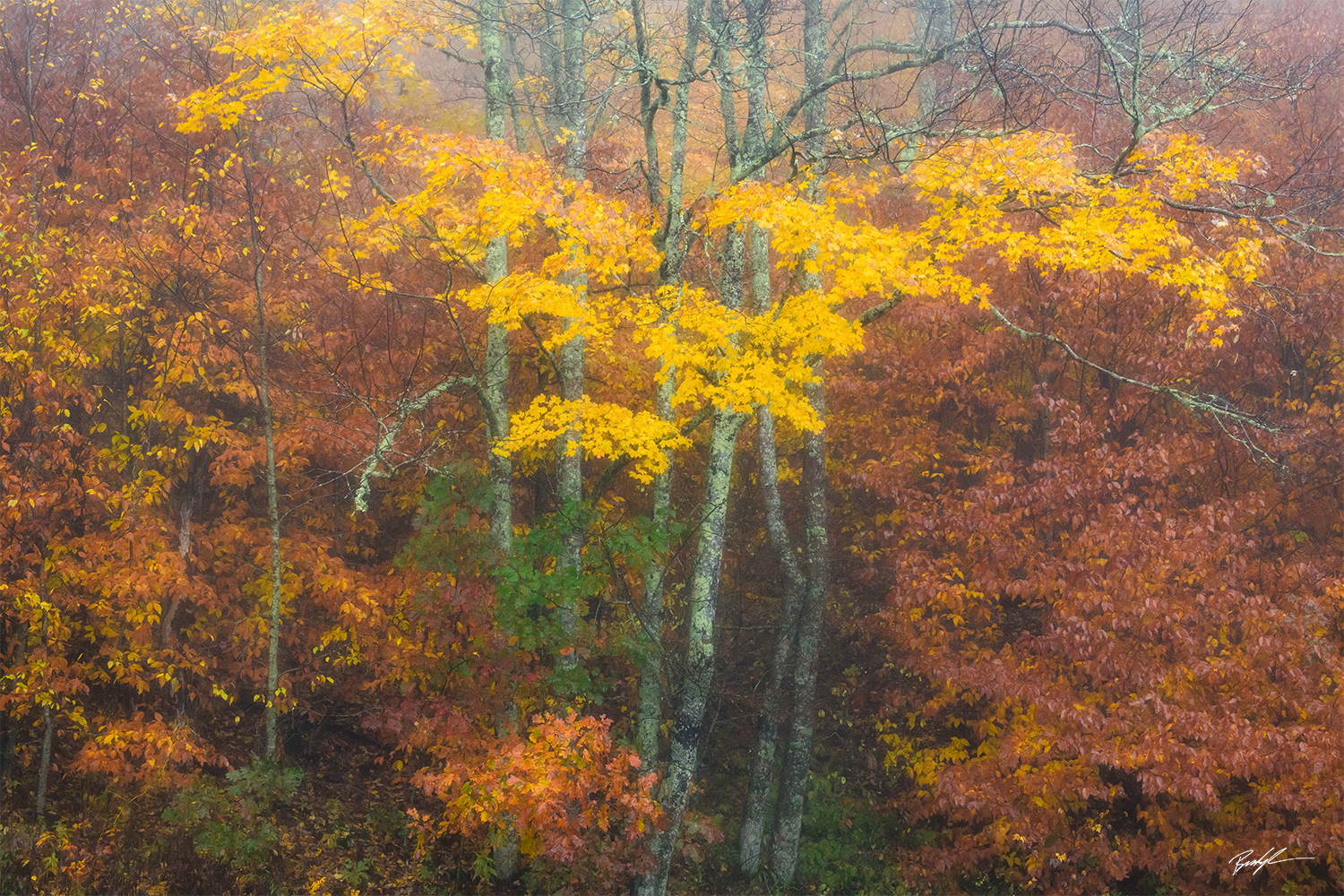 Autumn Trees Rain Blue Ridge Parkway North Carolina
