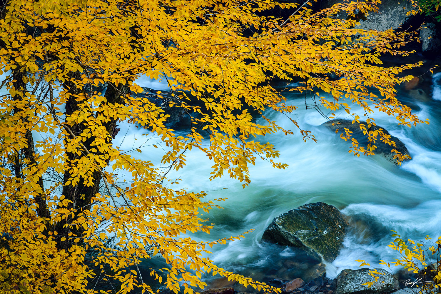 Smoky Mountain National Park Tennessee Yellow Beech Tree