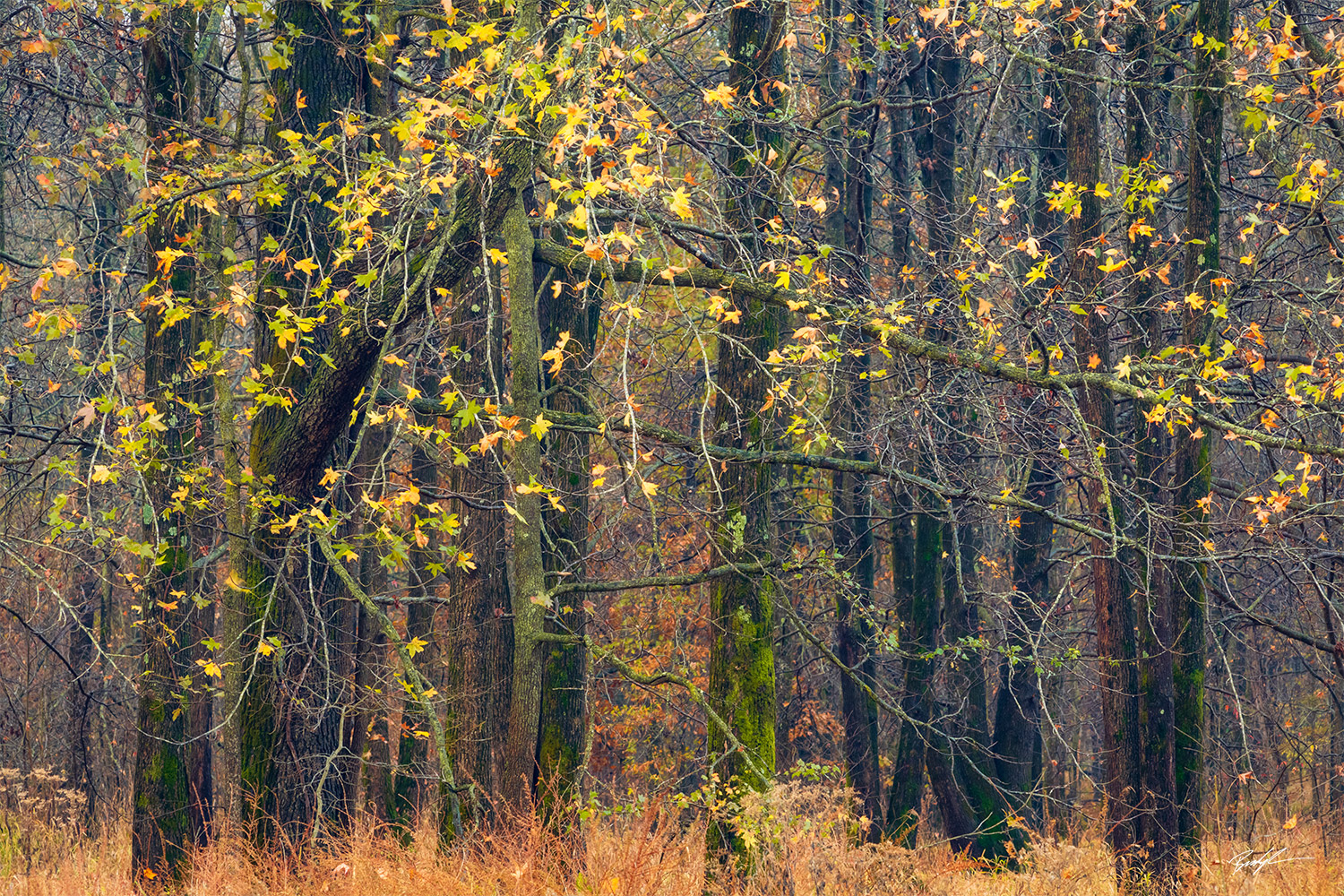 Autumn Trees Yellow Eldon Hazlet State Park Illinois