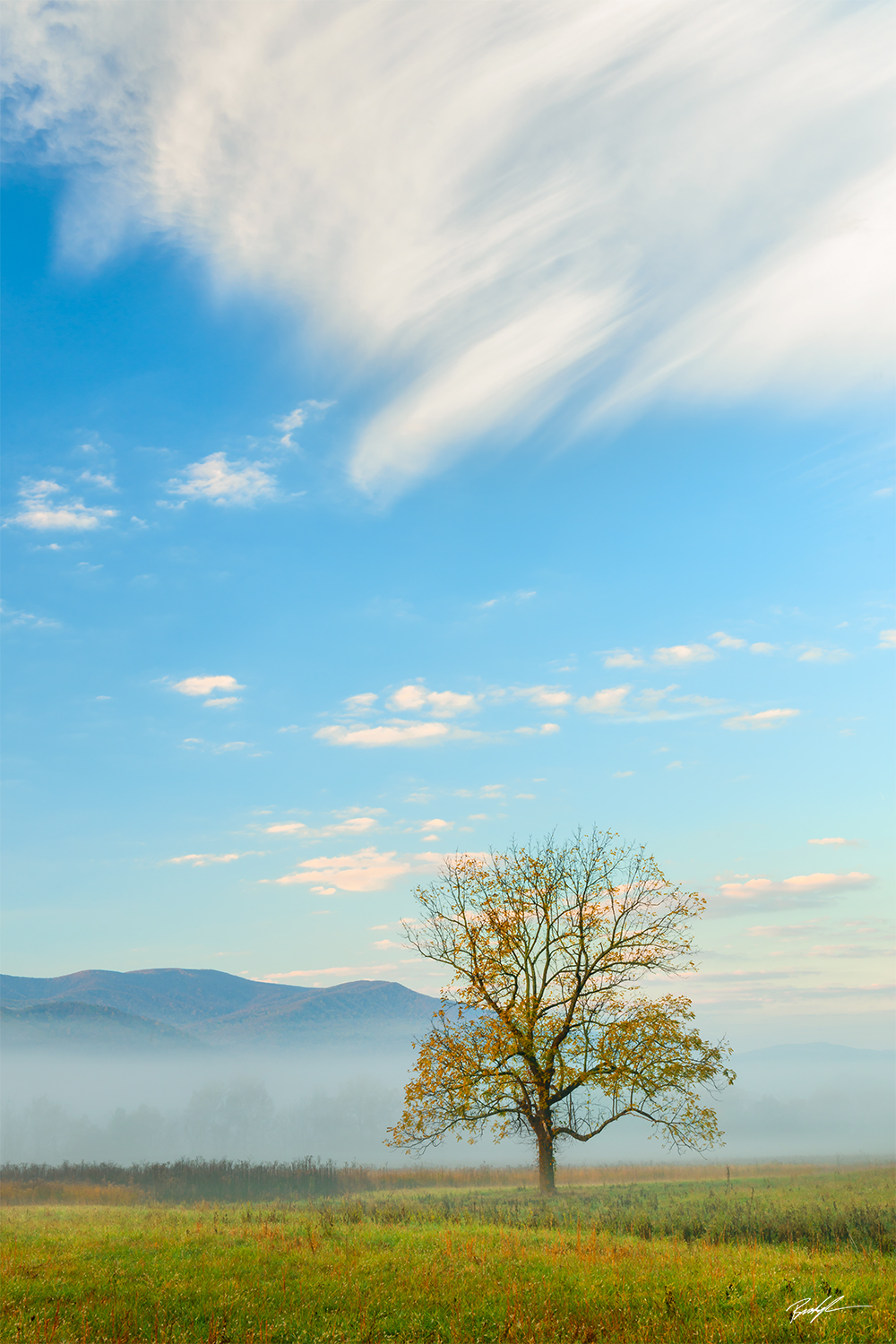 Cades Cove Tree Sky Smoky Mountain National Park Tennessee