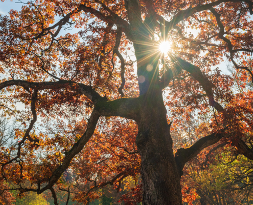 Oak Tree, Autumn, Southern Illinois
