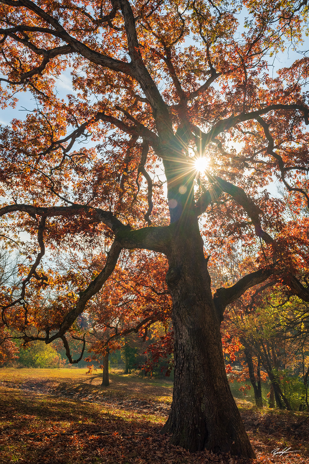 silver-lake-autumn-tree-sunburst-highland-illinois Oak Tree, Autumn, Southern Illinois